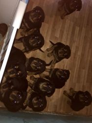 Rottweiler Puppy Available