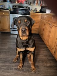 Selling my almost 1 year old Rotty.