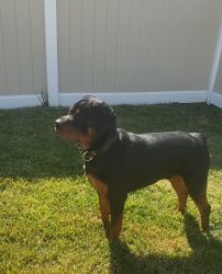 Rehome full breed German Rottweiler