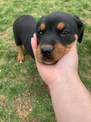 Puppy for adoption