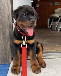adorable rottwailler puppies for sale