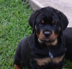 Healthy and cutes Rottweiler puppies for adoption.