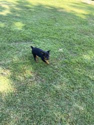 Bubbles — 4 month old Rottweiler pup