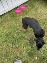 5 month old pure breed Rottweiler female
