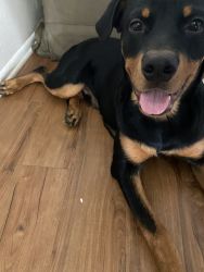 6 month old male Rottweiler