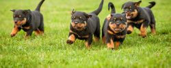 Well trained Rottweiler puppies are ready for rehoming