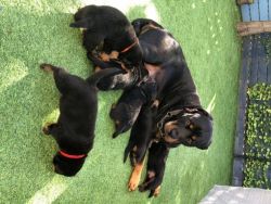 Male and female rottweiler for sale