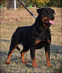 AKC Rottweiler Puppies Due Soon! liya6122 at gmail dot com