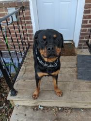 Rehoming Rottweiler