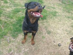 Adult Female Rottweilers For Sale