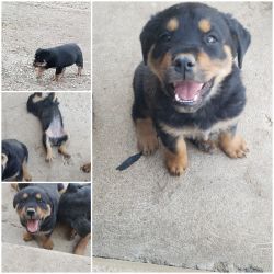 Rottweiler Puppies Rehoming
