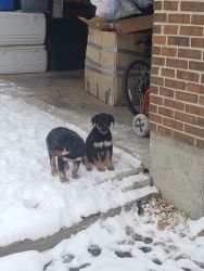 Female Rottweiler Puppies for rehoming fee