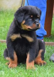 HEALTHY AKC REGISTERED ROTTWEILER PUPPIES AVAILABLE