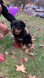AKC registered Rottweilers