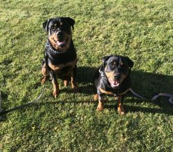 Two 7 month old Rot sibling puppies