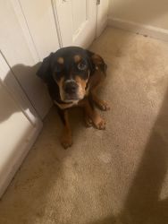 Rottweiler 10months and potty trained with clipped tail