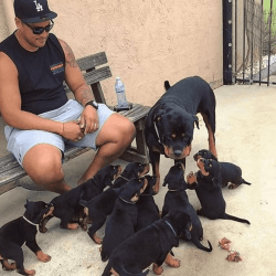 Rottweiler retriever puppies for adoption
