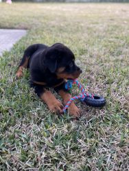 Rottweiler puppy for sale!