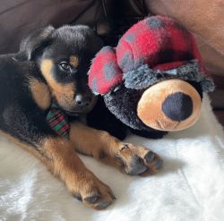 Male Rottweiler puppy for sale