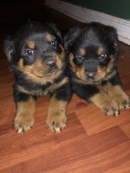 German Rotti pups