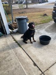2 year old Male Rottweiler