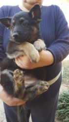 Beautiful Rottweiler Puppies For Sale To Loving Home