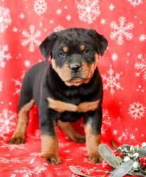 Adorable AKC Rottweiler puppies M&F
