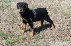 Rottweiler pups for sell
