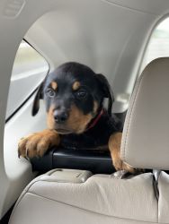 Rottweiler puppy (male) 11 weeks old