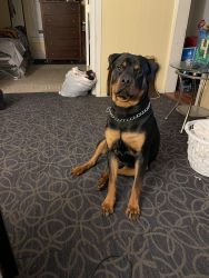 Rottweiler needing a home landlord won’t allow him to move with me.