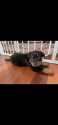 Rottweiler puppies for sale 9 weeks! 2 girls 1 boys