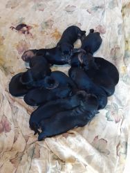 Rottweiler puppies 1week old