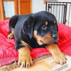 Available male and female Rottweiler puppies