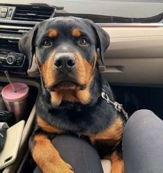 I have a good and healthy rotweiler puppy for sale in afordable price