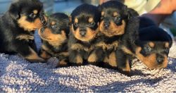 AKC rottweiler puppies Puppy dogs dog