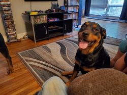 Male and female Rottweilers