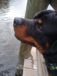 Handsome 22 month male Rottweiler