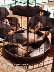 AKC Rottweiler puppies