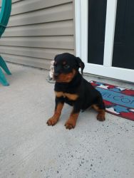 Rottweiler puppies CKC registered for sale
