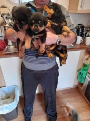 Gorgeous Rottweiler puppies both boys and girls ready