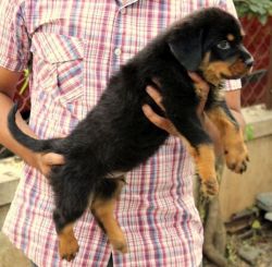 Playful male and female Rottweiler Puppies For sale