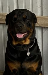 AKC registered Rottweilers Tennessee