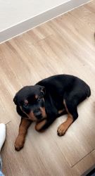 Rottweiler puppy 12 weeks old male