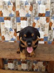 healthy and playful Rottweiler puppies to good homes