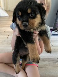 AKC Rottweilers