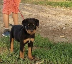 Rottweiler 2.5 month puppy for sell