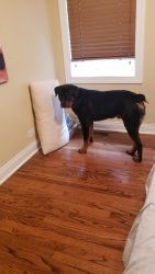 1year old male rottweiler for sale