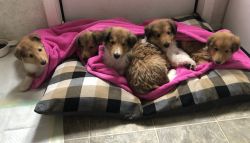 Beautiful rough collie puppies