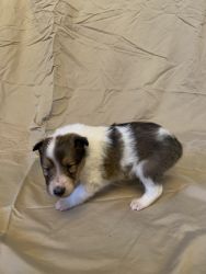 Akc registered rough coat collies