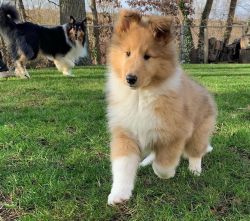 Beautiful Rough Collie Puppies